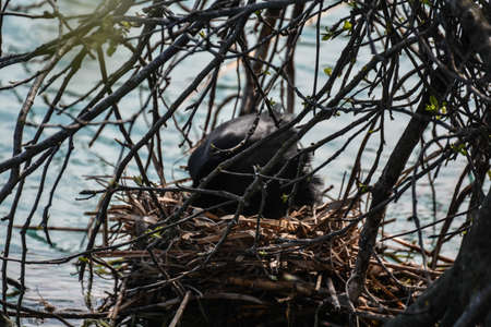 nest with coot grapes on the banks of the river Mincioの写真素材