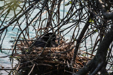 nest with coot grapes on the banks of the river Mincioの写真素材
