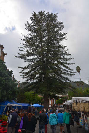 monumental plant in teror gran canariaの写真素材