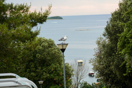 seagull on lighting pole of in campsiteの写真素材