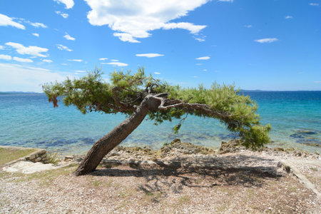 bent wind tree in zadarの写真素材