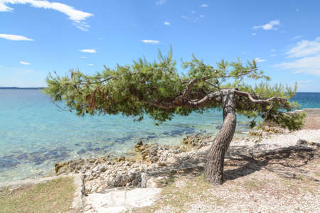 bent wind tree in zadarの写真素材
