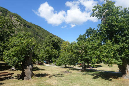 chestnut park in montecretoの写真素材