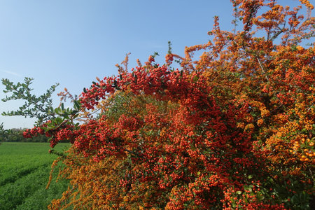 pyracantha hedge with autumn orange berriesの写真素材
