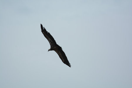 griffon bird at orlec resort island of cresの写真素材