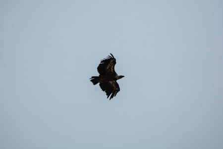 griffon bird at orlec resort island of cresの写真素材