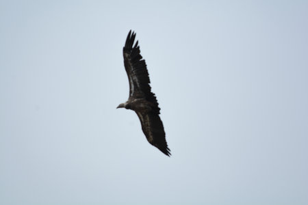 griffon bird at orlec resort island of cres croatiaの写真素材