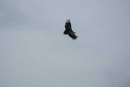 griffon bird at orlec resort island of cresの写真素材