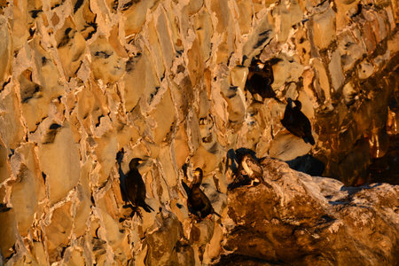 cormorant bird perched on rock for night restの写真素材