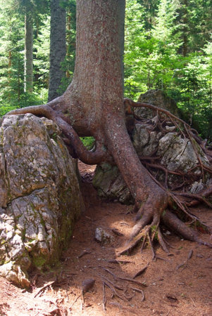 centenary tree with bare rootsの写真素材