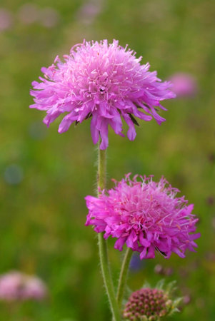 mountain flowerの写真素材