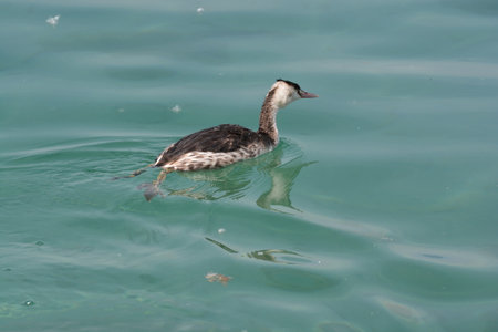 great crested grebe bird