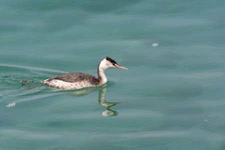 great crested grebe birdの写真素材