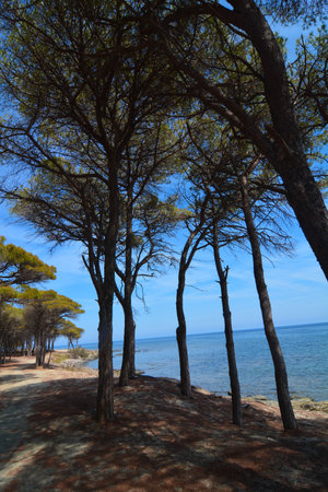 pine forest Santa Lucia cove Sardiniaの写真素材