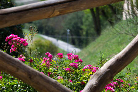 hill in bloomの写真素材