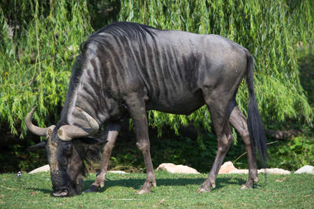 a large African buffalo lives in a zooの写真素材