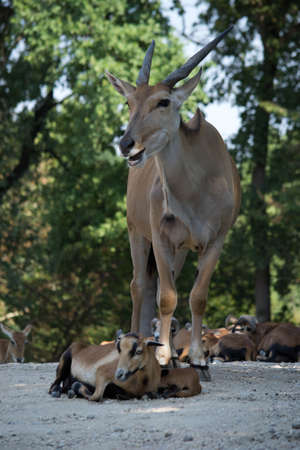 an antelope mother takes care of her childrenの写真素材