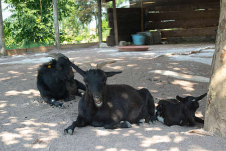 family of goats resting under a treeの写真素材
