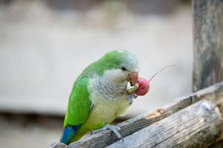 a small green parrot is trying to eat a vegetable