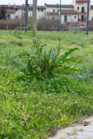 Green leaves of grass in the garden. Selective focus. Shallow depth of field
