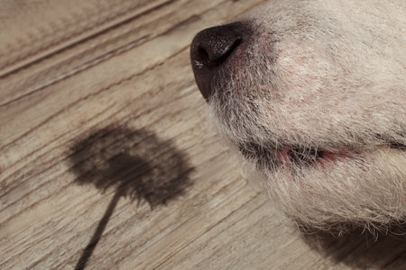 Dog nose sniffs dandelion shadow, horizontal, wooden backgroundの写真素材