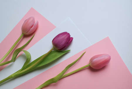 Three tulips lying on stationery, pink, purple and white, horizontalの写真素材