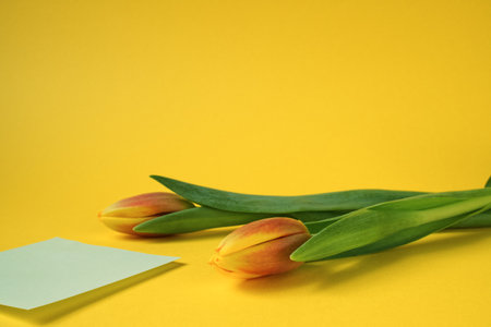 Two orange-yellow tulips lying against a yellow background with a white sticky note, horizontal, free spaceの写真素材