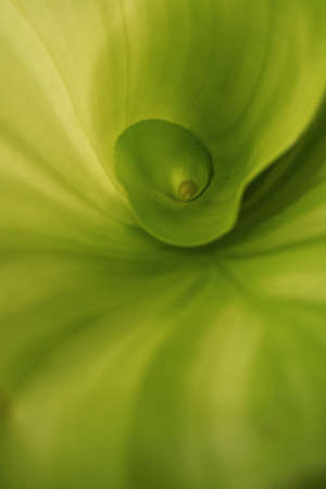 Close-up view of the inside of a leaf of a green plant that is still curled up, verticalの写真素材
