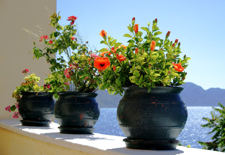 Three black flower pots with red hibiscus planted on a wall in the sun, with the blue sea and a mountain landscape in the background, horizontalの写真素材