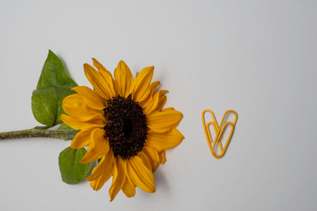 A sunflower horizontally on a white background and two yellow paperclips arranged in a heart shape next to it, horizontally, space leftの写真素材
