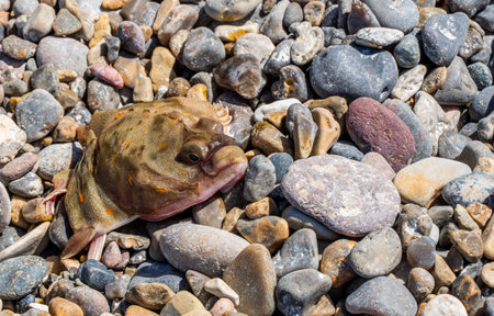 Head of a floe left on stones at Thorup Beach by fishermen, horizontal