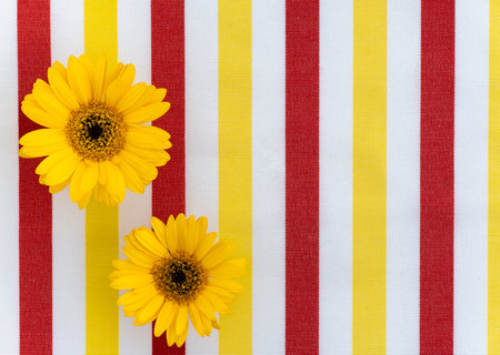 Two yellow gerbera flowers on the left of the picture lying on yellow, white, red, vertical striped fabric, top view, horizontalの写真素材