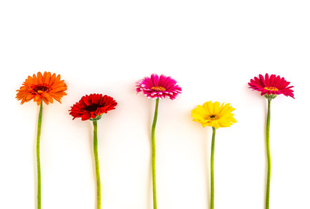 Five different colored gerbera flowers isolated side by side on a white background, horizontal, free spaceの写真素材