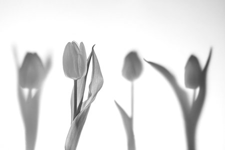 Four tulips against a white background, one is in focus and three are just silhouettes, horizontal,...