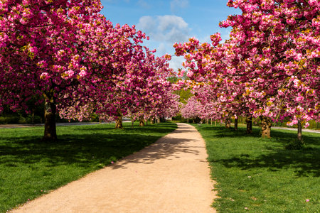 Spring landscape with blooming sakura tree in the park and footpath