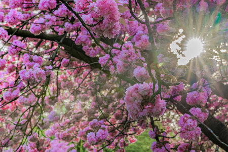 cherry blossom in spring time with sunbeams and lens flareの写真素材