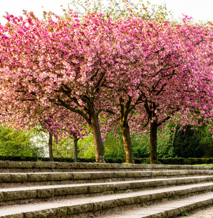 cherry blossom tree in the park with stairs in the backgroundの写真素材