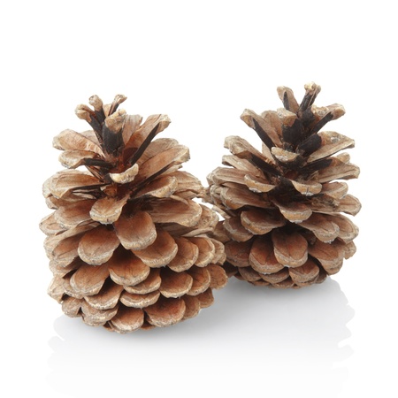 Pine cones isolated with clipping pathの写真素材