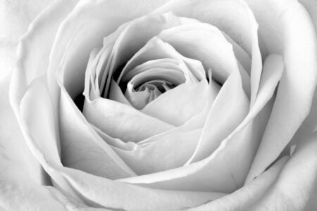 White rose close upの写真素材