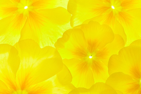 Primula, primrose flowerの写真素材