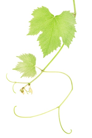 Green fresh grape leaves isolated on white.の写真素材