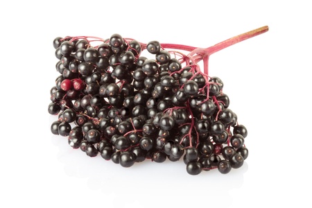 Elderberry 