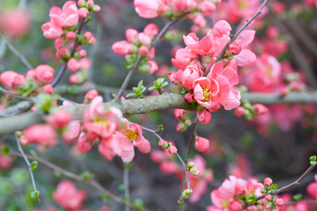 Spring background with pink blossom, flowers and budsの写真素材