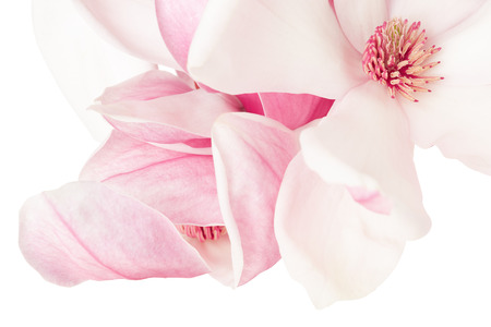 Magnolia pink spring flower macro on white の写真素材
