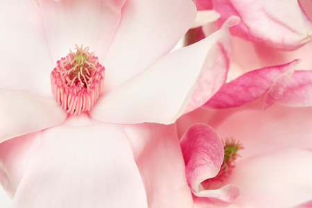 Magnolia spring flowers macroの写真素材