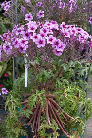 Geranium maderense, Madeira cranesbill plant and pink flowersの写真素材