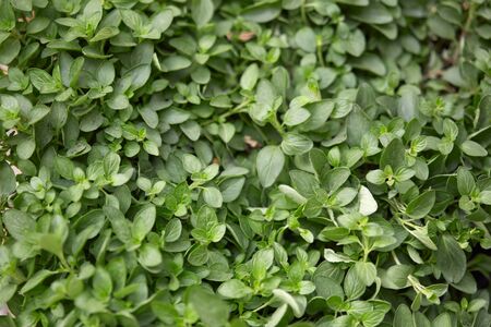 Oregano plants and leaves texture background, Origanum vulgare