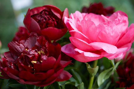 Paeonia flowers in red and pink colors macroの写真素材