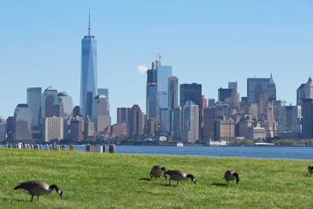 New York city skyline with green meadow and Canada geese in a clear sunny dayのeditorial素材