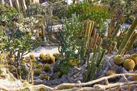 MONTE CARLO, MONACO - AUGUST 20, 2016: The exotic garden path with cactus succulent plants, high angle view in a sunny summer day in Monte Carlo, Monaco.のeditorial素材
